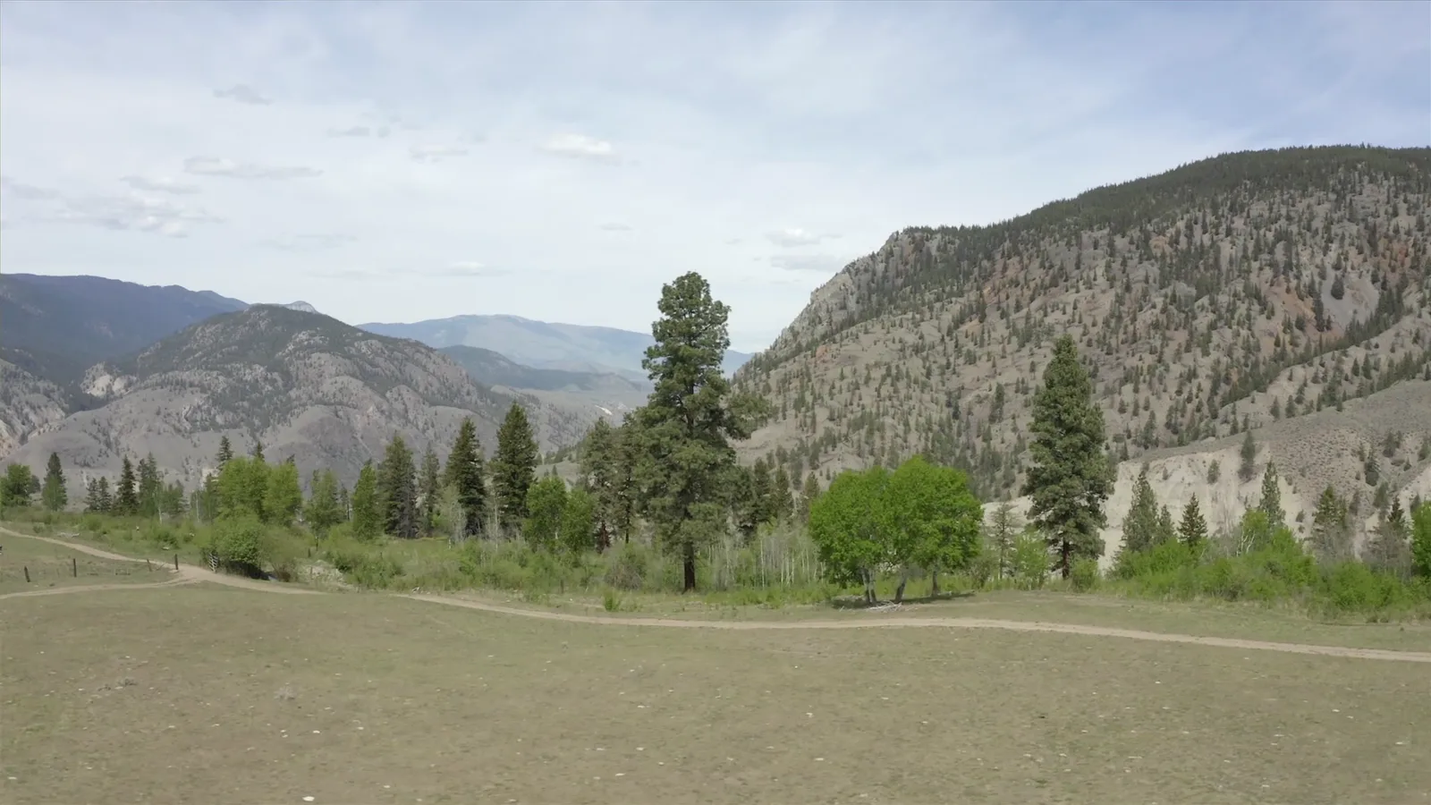 Mountain meadow with trails through the pines